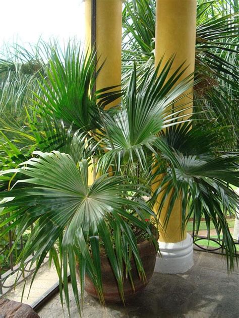 Livistona Chinensis Chinese Fan Palm Evans Nursery