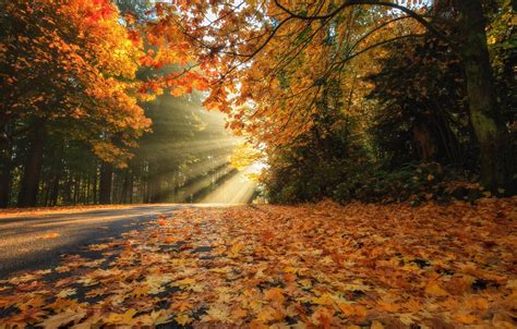 Wallpaper Road Autumn Forest Leaves Rays Trees Foliage Canada