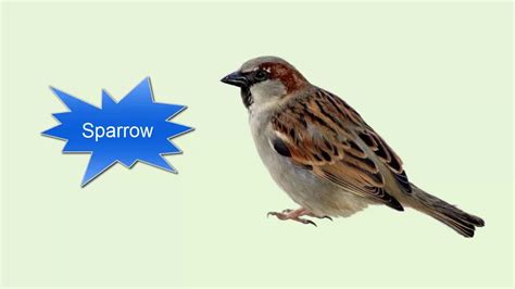 X birds. 10 Birds. Sparrow перевод. Sparrow 3d logo.