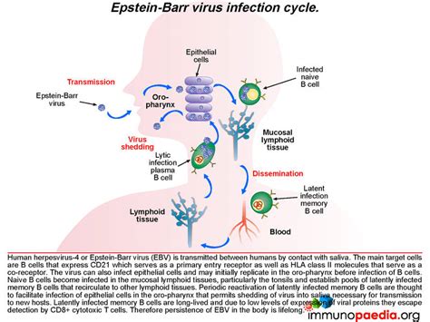 Epstein Barr Virus Ebv Immunopaedia