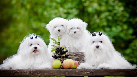 White Dog Breeds Discover The Pups As Pale As Snow