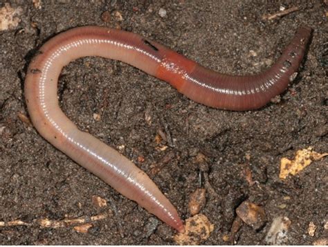 Earthworms Frequent Questions Welcome