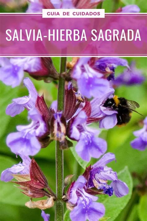 Salvia Officinalis Salvia Común O Hierba Sagrada And La Jardinoteca
