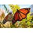 The Garden Monarch Butterflies