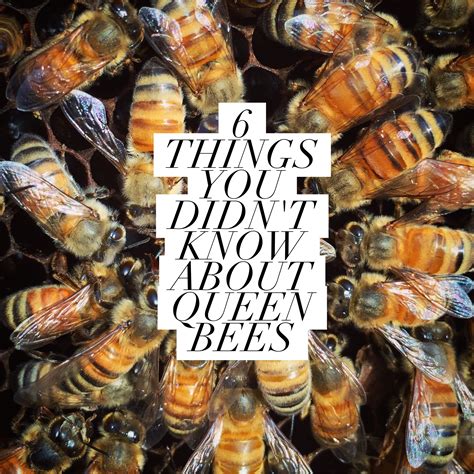 beekeeping like a girl 6 things you didn t know about queen bees