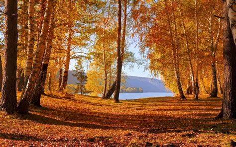 Autumn Lake Forest Wallpaper 1920x1200 29047