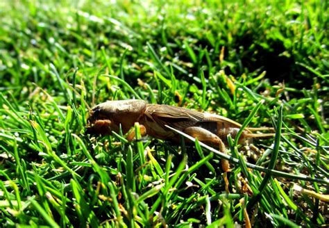 Lawn Pests And Diseases Characteristics And Care Global Gardening