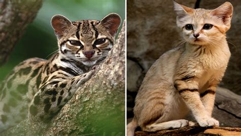 12 Rare Wild Cat Species You Probably Didnt Know Exist Nature And