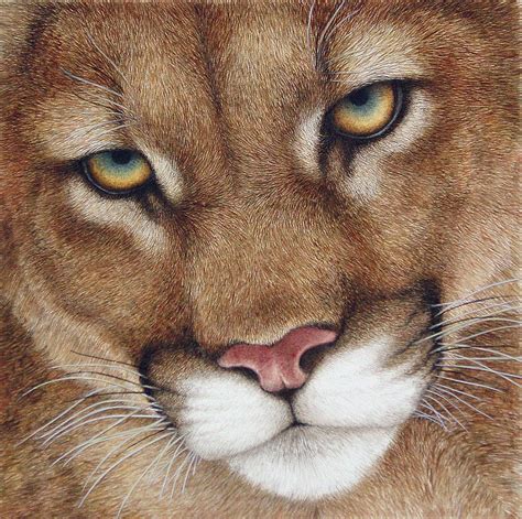 The Look Cougar Painting By Pat Erickson