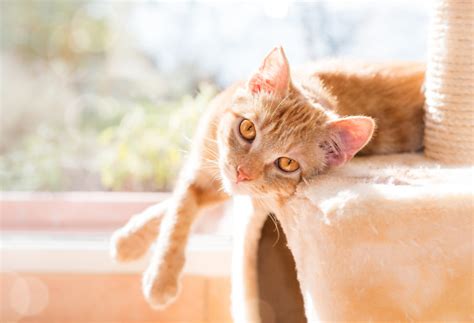 Adoptar Un Gato 10 Cosas Que Debes Saber Zooplus