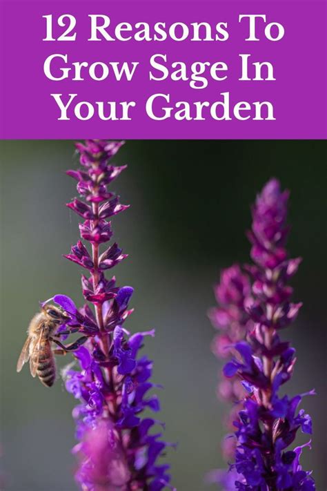 12 Reasons To Grow Sage In Your Garden Growing Sage Perennial Herbs