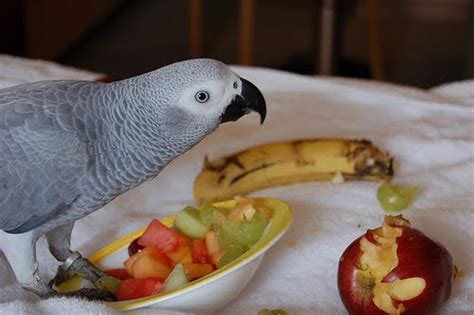 Things To Memorized Before Buying African Grey Parrots Petvet