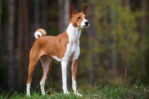 13 Remarkable African Dog Breeds Guaranteed To Turn Heads At The Dog