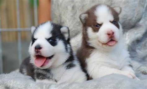 Cute Siberian Husky Puppies Photos ~ Cute Puppies Pictures