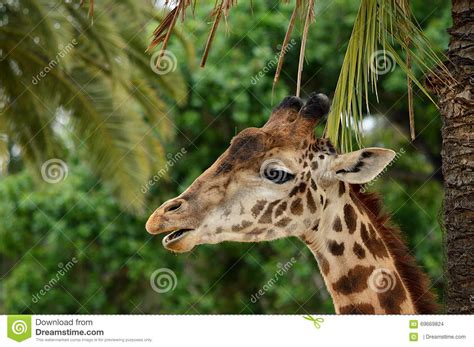 Giraffe Eating Plants Portrait Stock Photo Image 69669824