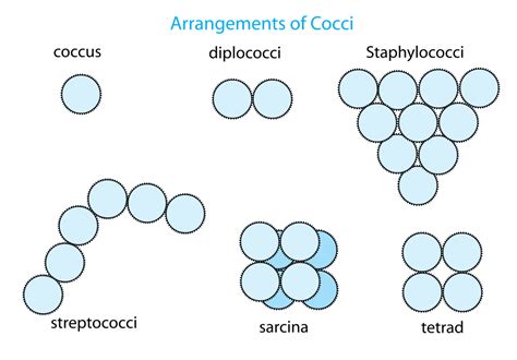 Gram Positive Cocci Microbiology Learning The Whyology Of