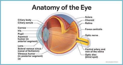 Blind Spot Eye Anatomy Anatomy