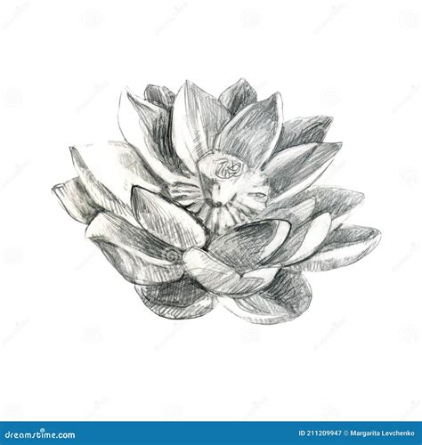 Lotus Pencil Lotus Flower Water Lily Pencil Drawing Of A Water Lily
