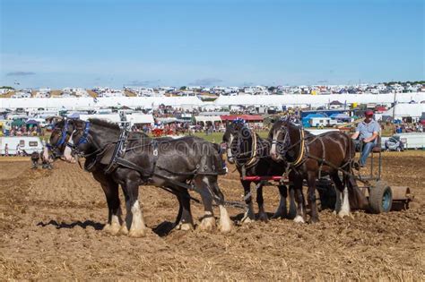 Shire Horses Working At Show Ground Stock Photo Image Of Ground