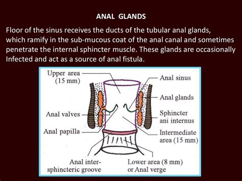 Anatomy Of Anal Canal