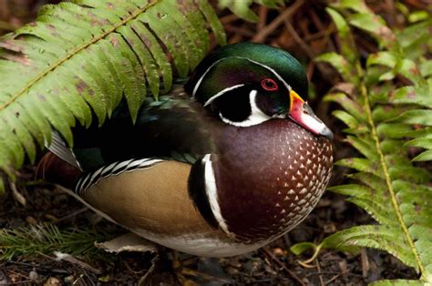 Top Images Of A Wood Duck Friend Quotes