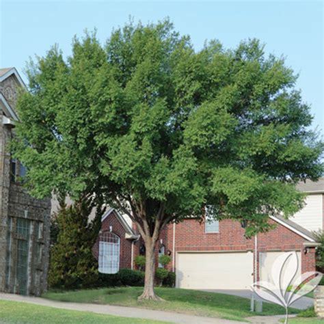 Lacebark Elm Texas Pecan Nursery