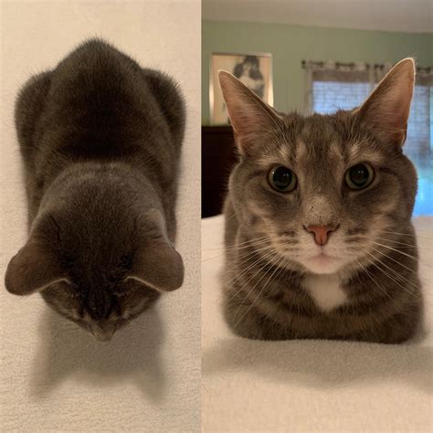 This Cat Perfecting The Loaf For 9 Years Now Rcatloaf