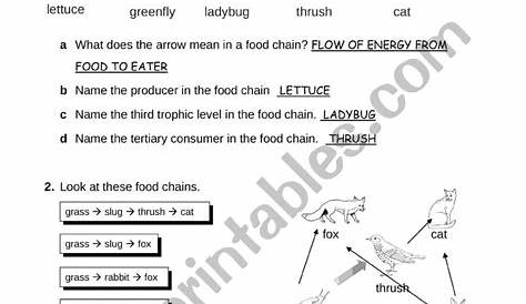 Food Web and Food Chain - ESL worksheet by LianSuzy