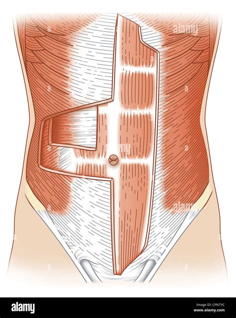 Transverse Abdominis Hi Res Stock Photography And Images Alamy