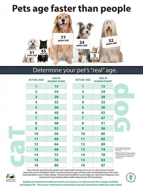 4.6 human years per year. How old is your pet in "Human Years"? in Saul Ste. Marie ...