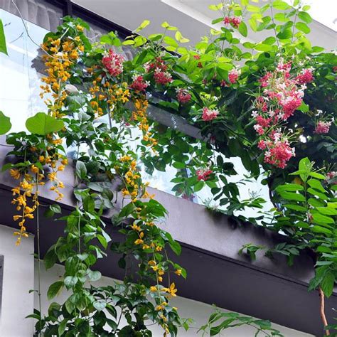 10 Ideas To Decorate Your Balcony Garden With Creepers And Climbers