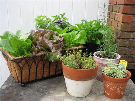 Easy Container Gardening Combining Herbs And Vegetables Desperate