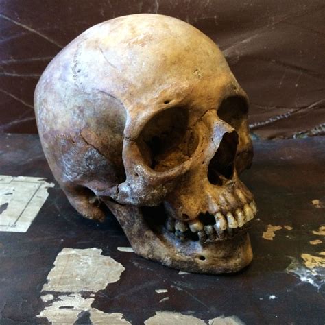 Pin By Dantrell On Skulls Skull Reference Skull Anatomy