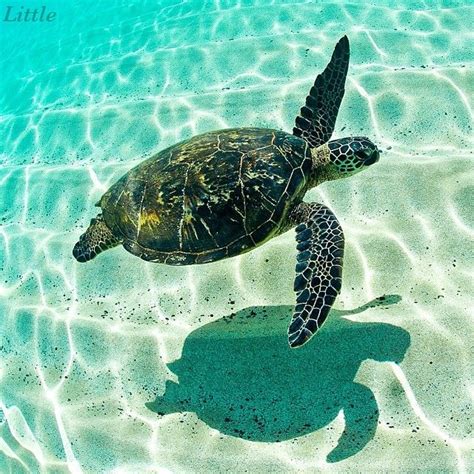 Clarklittle 🐢 Honu Hawaii Clarklittle🆑 Sea Turtle