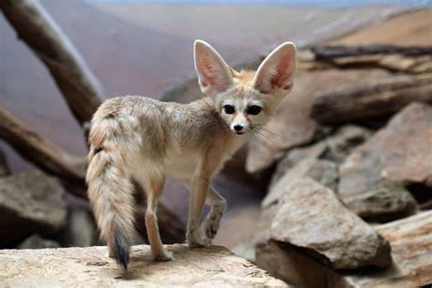 8 Fun Facts About The Fennec Fox