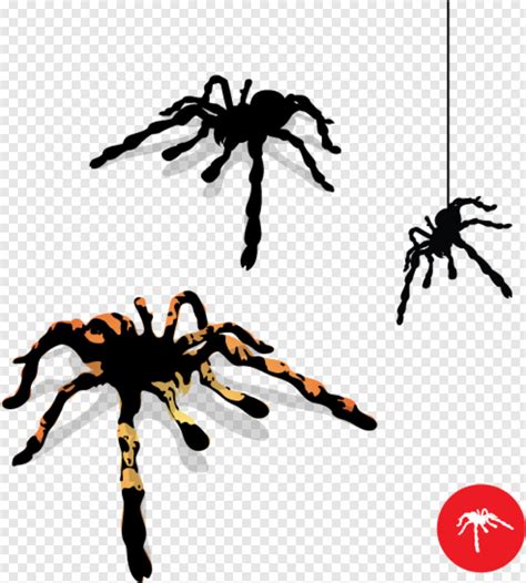 Spider Man Homecoming Spider Spider Webs Cute Spider Black Widow