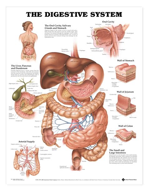 This is our groundwork for proportions. The Digestive System Anatomical Chart - Anatomy Models and ...