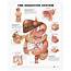 The Digestive System Anatomical Chart  Anatomy Models And