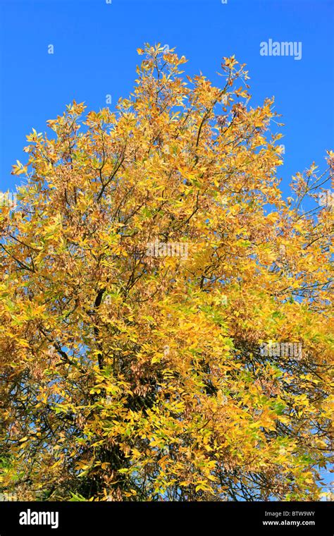The Yellowing Leaves Of The Common Ash Tree In Englands Autumn Season