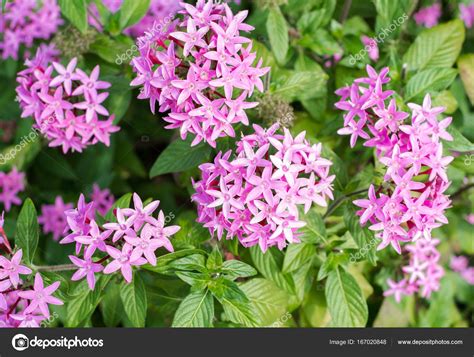 Pink Jasmine Flowers Blooming In Okinawa — Stock Photo © Cotta Foto
