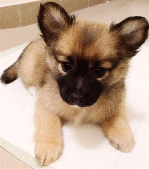 Pomeranian Pug Mix Puppies For Sale Zoe Fans Blog Cute Fluffy