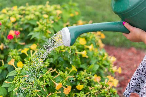 Photo Of Person Watering The Plants · Free Stock Photo