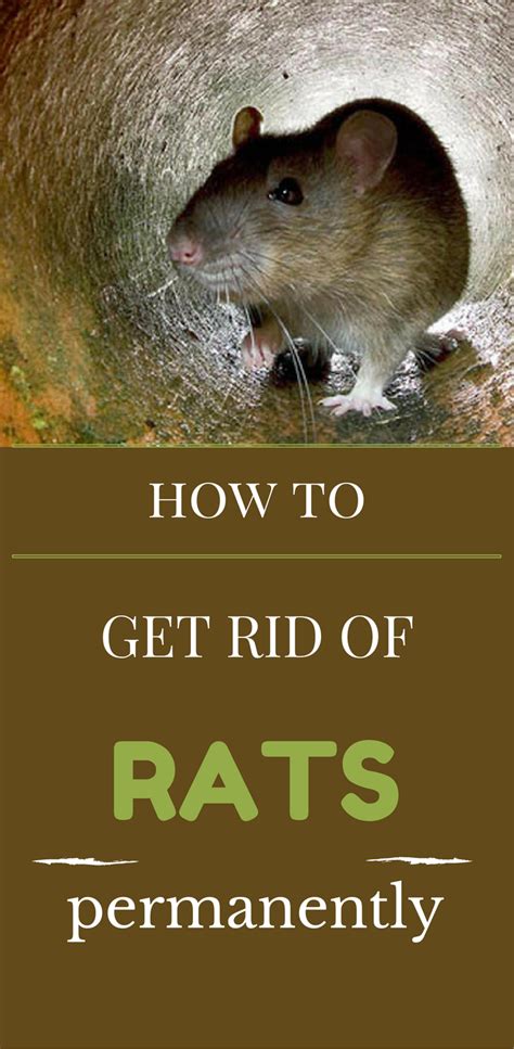 How To Get Rid Of Rats Permanently Getting