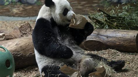Zoo Atlanta Panda Twins Celebrate 6th Birthday Wsb Tv Channel 2 Atlanta
