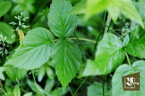 11 Plants That Look Like Poison Ivy List Of Similar Leaves Evergreen