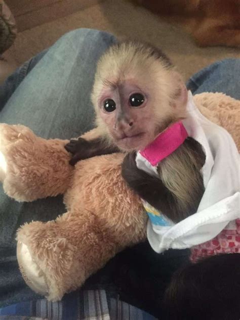 Capuchins Monkey Animals For Sale Atlanta Ga 258928