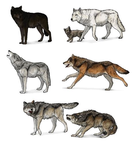 How To Draw Wolves Head And Shoulders Knees And Paws Animal