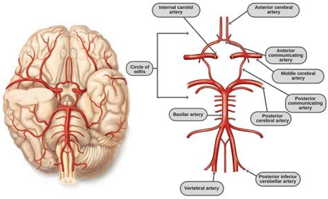 Label the blood vessels in the inferior view of the brain using the hints provided. Circle Of Willis Labeled - Top Label Maker