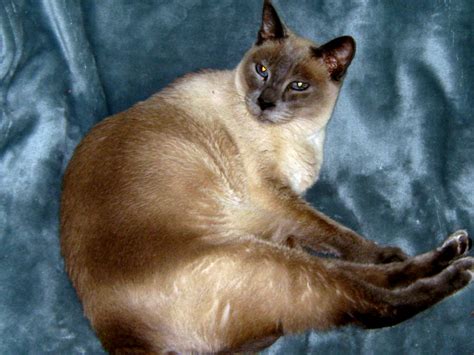Do Siamese Cats Have Eye Problems Poc