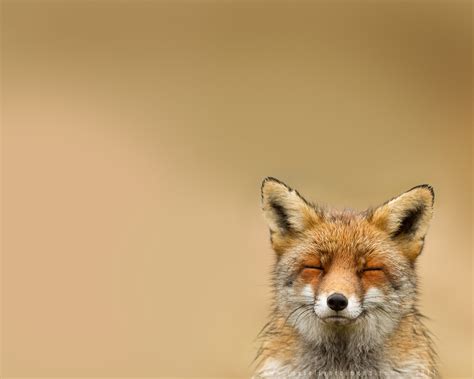 336286 Red Fox Hd Rare Gallery Hd Wallpapers